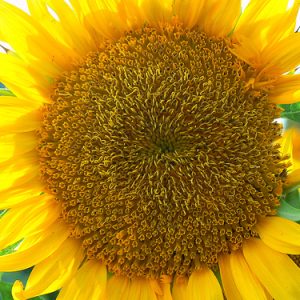 Compositae (Sunflower family)