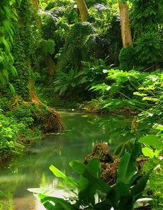Rainforest Botanicals