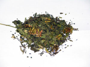 Calea zacatechichi (Dreamherb)