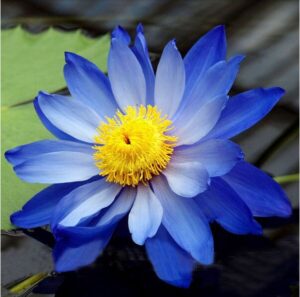 Nymphaea caerulea (Blue Lily)